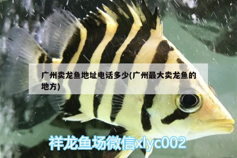 廣州賣(mài)龍魚(yú)地址電話多少(廣州最大賣(mài)龍魚(yú)的地方)