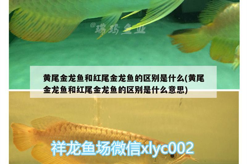 黃尾金龍魚和紅尾金龍魚的區(qū)別是什么(黃尾金龍魚和紅尾金龍魚的區(qū)別是什么意思)