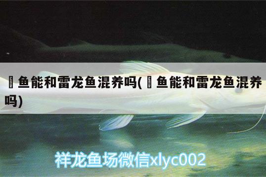 魟魚能和雷龍魚混養(yǎng)嗎(魟魚能和雷龍魚混養(yǎng)嗎)