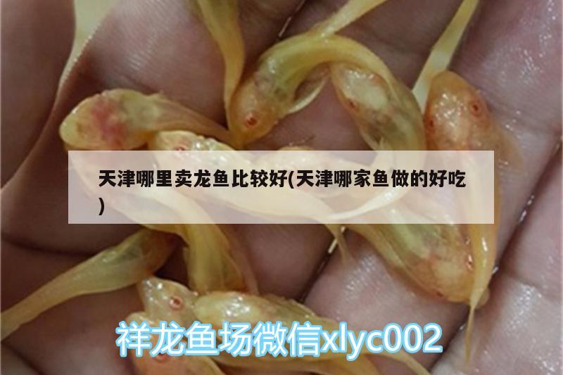 天津哪里賣龍魚比較好(天津哪家魚做的好吃) 觀賞魚市場