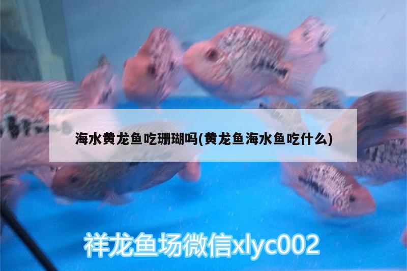 海水黃龍魚吃珊瑚嗎(黃龍魚海水魚吃什么)