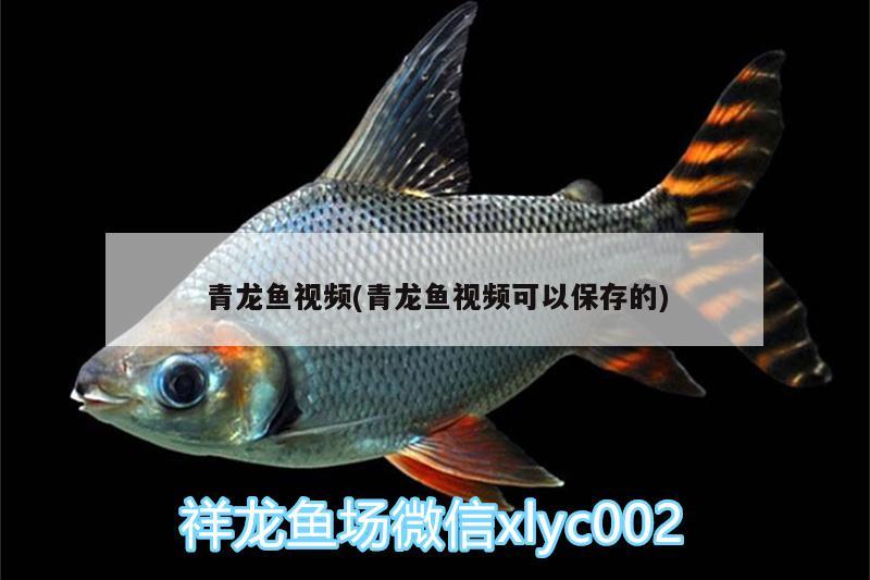 青龍魚視頻(青龍魚視頻可以保存的)