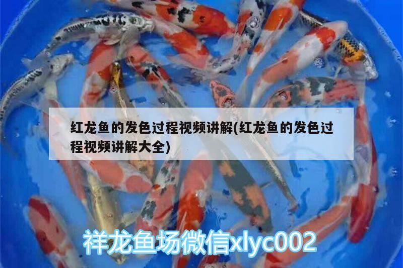 紅龍魚(yú)的發(fā)色過(guò)程視頻講解(紅龍魚(yú)的發(fā)色過(guò)程視頻講解大全) 玫瑰銀版魚(yú)