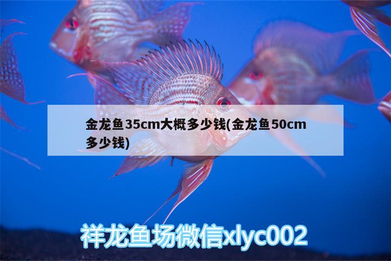 金龍魚35cm大概多少錢(金龍魚50cm多少錢)