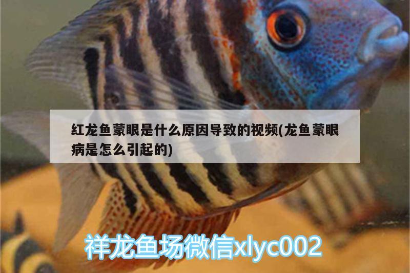 魚(yú)缸上面可以做柜子嗎：魚(yú)缸上面可以做柜子嗎