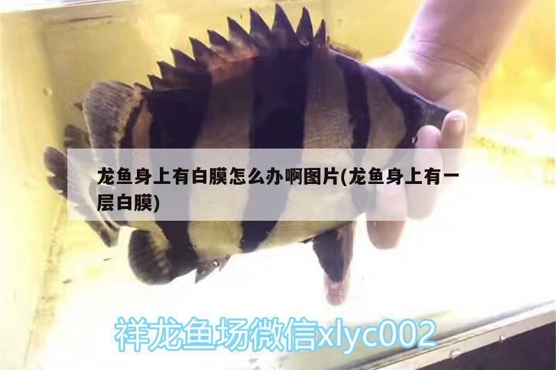 龍魚(yú)身上有白膜怎么辦啊圖片(龍魚(yú)身上有一層白膜)