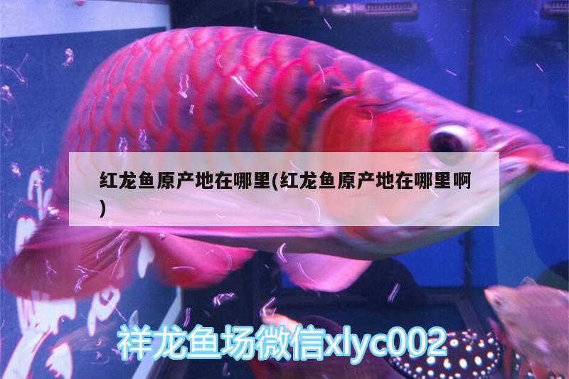 紅龍魚種類排名表大全(紅龍魚的品種) 觀賞魚水族批發(fā)市場(chǎng)