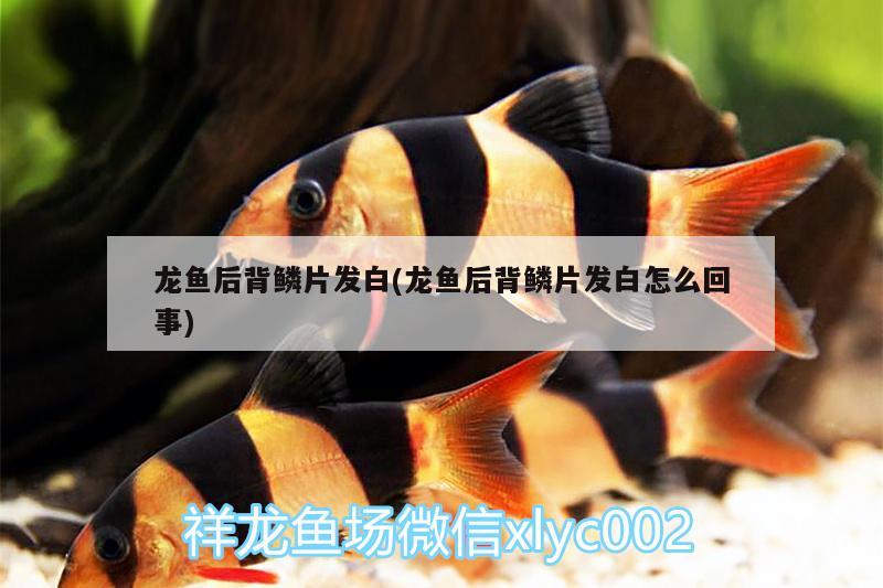 龍魚(yú)后背鱗片發(fā)白(龍魚(yú)后背鱗片發(fā)白怎么回事)