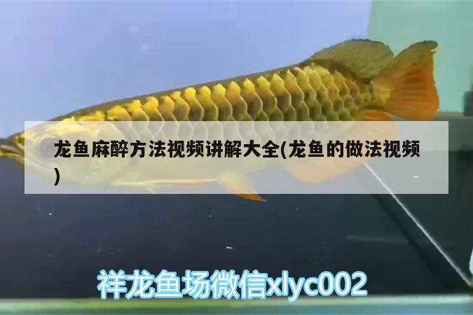 龍魚麻醉方法視頻講解大全(龍魚的做法視頻)