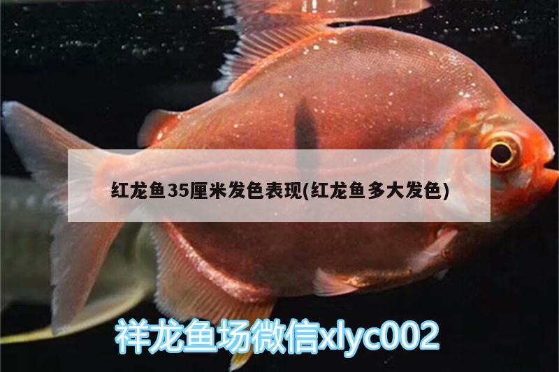 紅龍魚35厘米發(fā)色表現(xiàn)(紅龍魚多大發(fā)色)