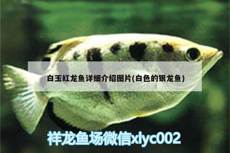 白玉紅龍魚詳細(xì)介紹圖片(白色的銀龍魚) 白玉紅龍魚 第2張