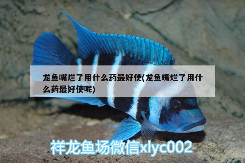 龍魚嘴爛了用什么藥最好使(龍魚嘴爛了用什么藥最好使呢) 薩伊藍魚