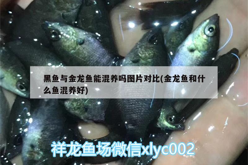 黑魚(yú)與金龍魚(yú)能混養(yǎng)嗎圖片對(duì)比(金龍魚(yú)和什么魚(yú)混養(yǎng)好) 薩伊藍(lán)魚(yú)