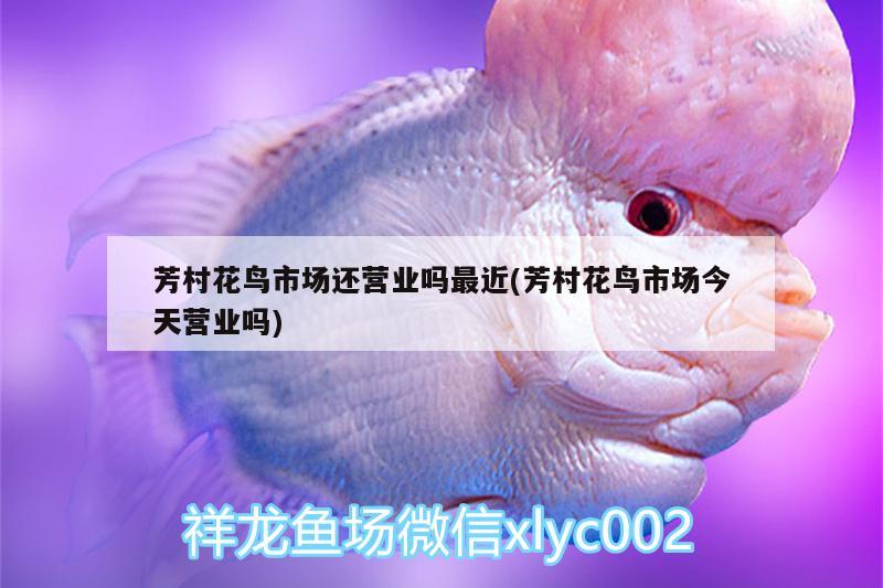 白金龍魚是什么樣子的圖片視頻(白金龍魚是什么樣子的圖片視頻講解) 肥料