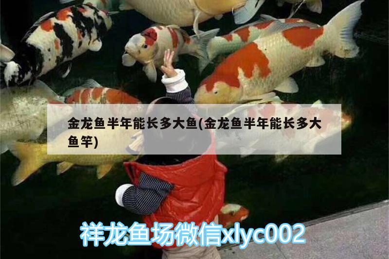 金龍魚半年能長多大魚(金龍魚半年能長多大魚竿) 垂釣樂園