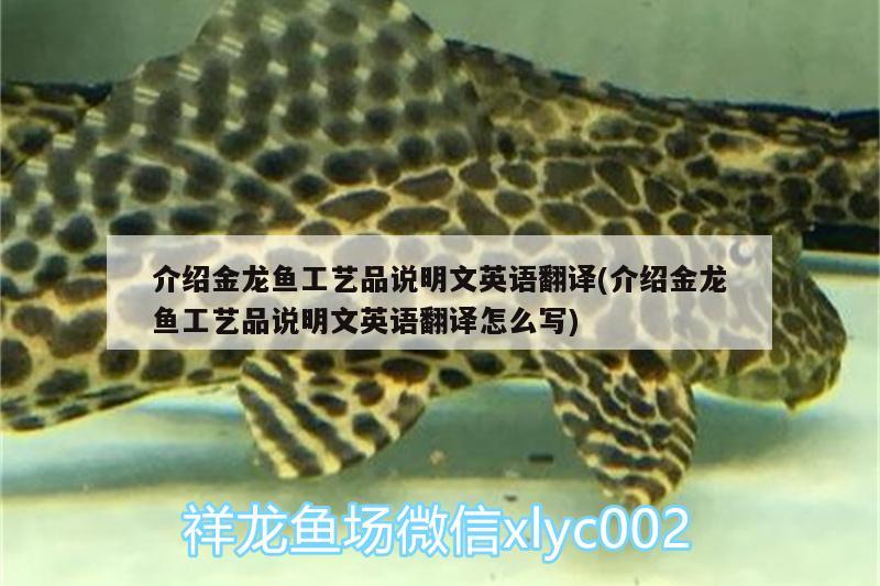 介紹金龍魚(yú)工藝品說(shuō)明文英語(yǔ)翻譯(介紹金龍魚(yú)工藝品說(shuō)明文英語(yǔ)翻譯怎么寫(xiě)) 巨骨舌魚(yú)