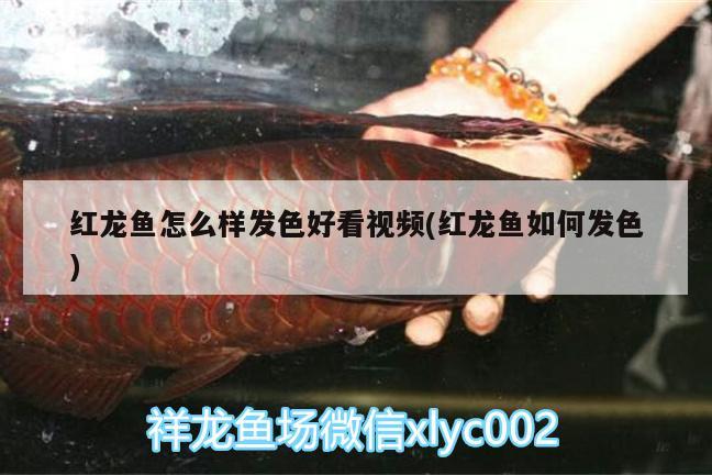 紅龍魚怎么樣發(fā)色好看視頻(紅龍魚如何發(fā)色)