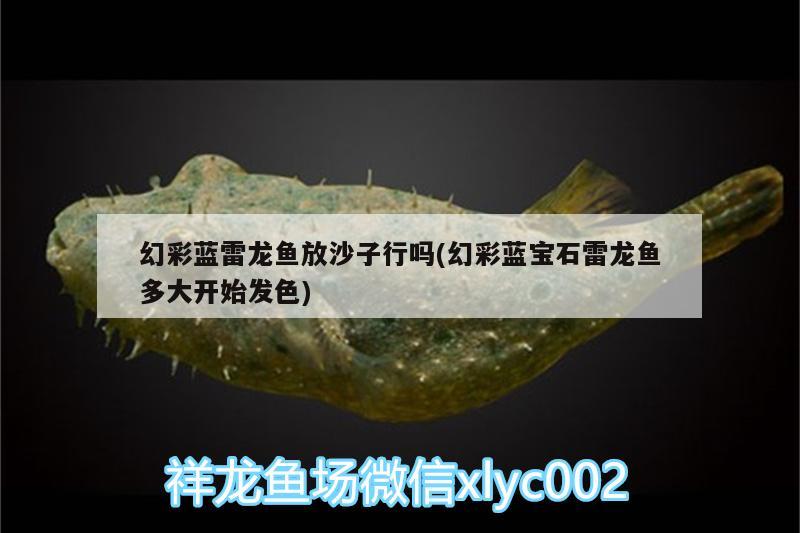 汕頭市金平區(qū)廷佳水族店 星點金龍魚 第3張