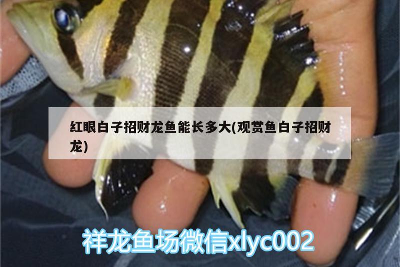 紅眼白子招財(cái)龍魚能長(zhǎng)多大(觀賞魚白子招財(cái)龍) 非洲象鼻魚