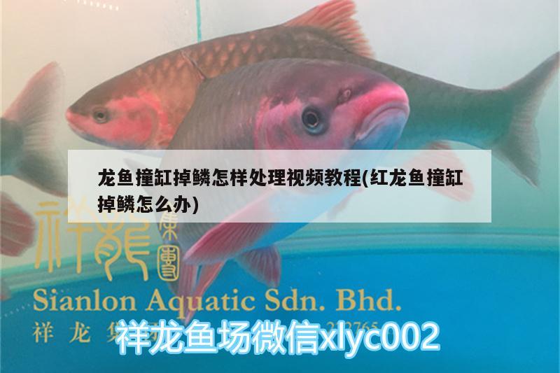 龍魚撞缸掉鱗怎樣處理視頻教程(紅龍魚撞缸掉鱗怎么辦) 月光鴨嘴魚苗