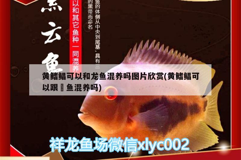 黃鰭鯧可以和龍魚(yú)混養(yǎng)嗎圖片欣賞(黃鰭鯧可以跟魟魚(yú)混養(yǎng)嗎)