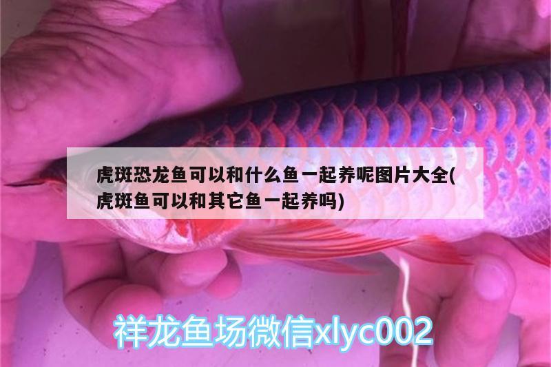 虎斑恐龍魚可以和什么魚一起養(yǎng)呢圖片大全(虎斑魚可以和其它魚一起養(yǎng)嗎)