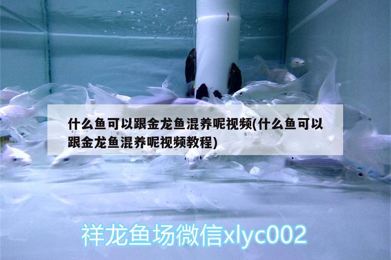 煙臺魚缸維修哪家好啊（你去海邊玩過嗎） 廣州祥龍國際水族貿(mào)易 第1張