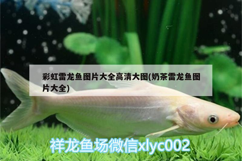 彩虹雷龍魚圖片大全高清大圖(奶茶雷龍魚圖片大全)