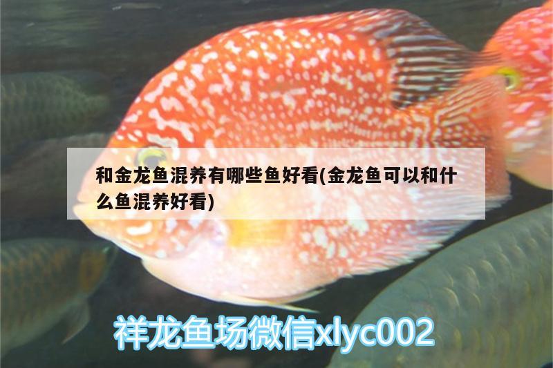 和金龍魚混養(yǎng)有哪些魚好看(金龍魚可以和什么魚混養(yǎng)好看)