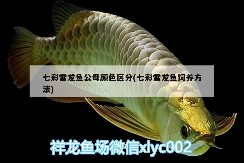 七彩雷龍魚公母顏色區(qū)分(七彩雷龍魚飼養(yǎng)方法)