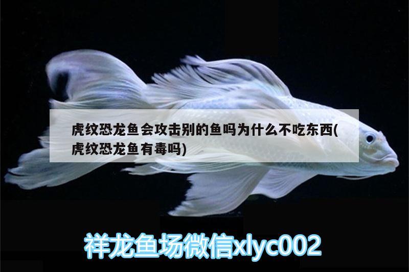 虎紋恐龍魚會攻擊別的魚嗎為什么不吃東西(虎紋恐龍魚有毒嗎) 觀賞魚魚苗