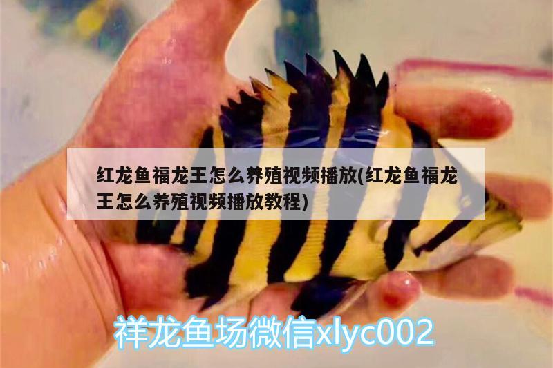 紅龍魚(yú)福龍王怎么養(yǎng)殖視頻播放(紅龍魚(yú)福龍王怎么養(yǎng)殖視頻播放教程)