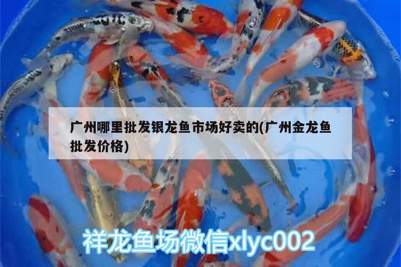 廣州哪里批發(fā)銀龍魚(yú)市場(chǎng)好賣的(廣州金龍魚(yú)批發(fā)價(jià)格) 龍魚(yú)批發(fā)