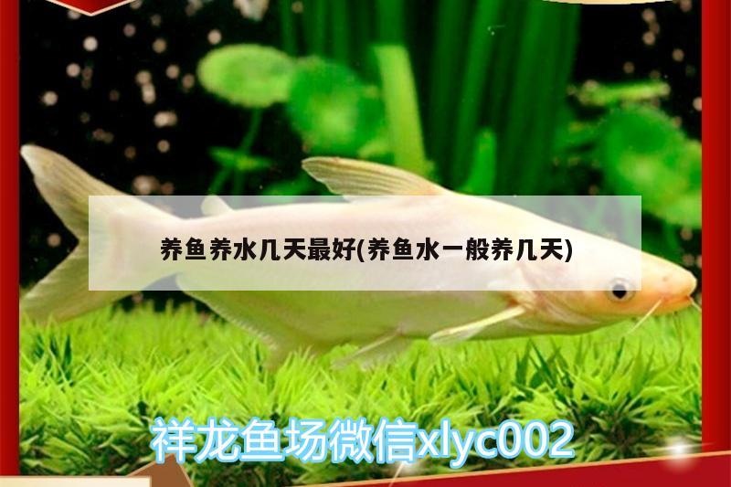 養(yǎng)魚(yú)養(yǎng)水幾天最好(養(yǎng)魚(yú)水一般養(yǎng)幾天) 綠皮辣椒小紅龍