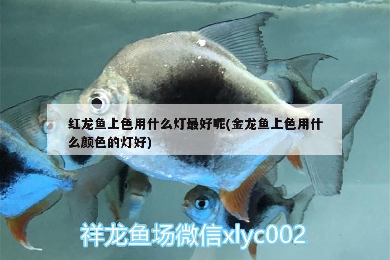 紅龍魚上色用什么燈最好呢(金龍魚上色用什么顏色的燈好) 魚糧魚藥