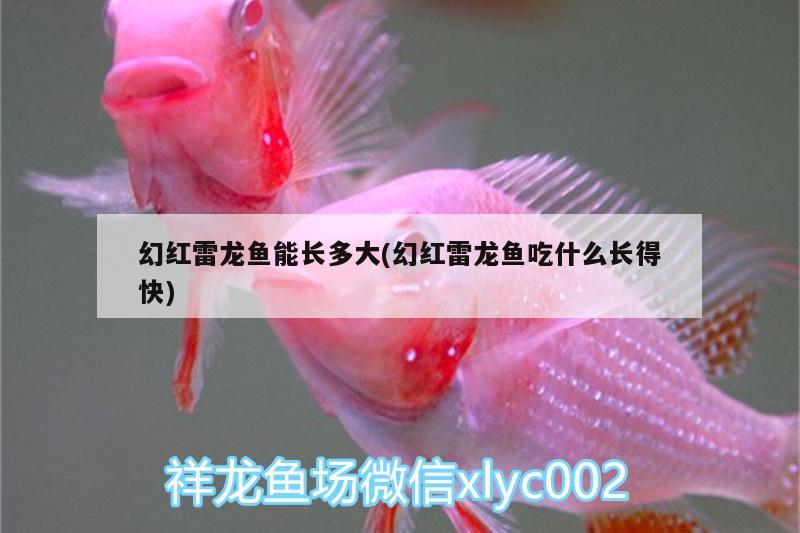 幻紅雷龍魚能長多大(幻紅雷龍魚吃什么長得快)