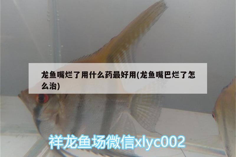 龍魚(yú)嘴爛了用什么藥最好用(龍魚(yú)嘴巴爛了怎么治) 帝王迷宮魚(yú) 第2張