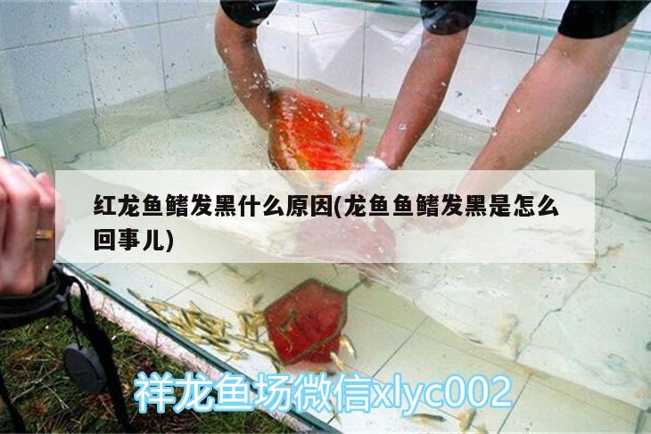 紅龍魚鰭發(fā)黑什么原因(龍魚魚鰭發(fā)黑是怎么回事兒)