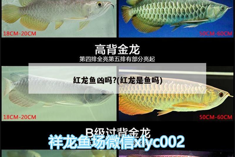 紅龍魚兇嗎?(紅龍是魚嗎)