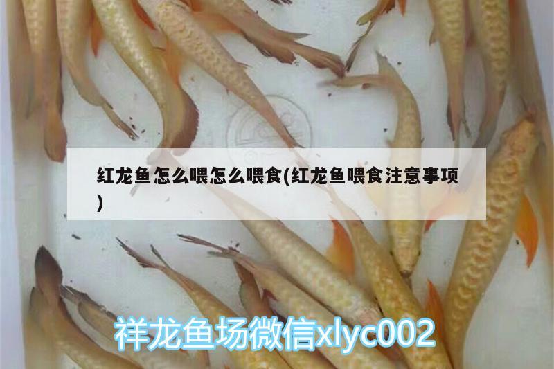 紅龍魚怎么喂怎么喂食(紅龍魚喂食注意事項(xiàng)) 水溫計(jì) 第1張