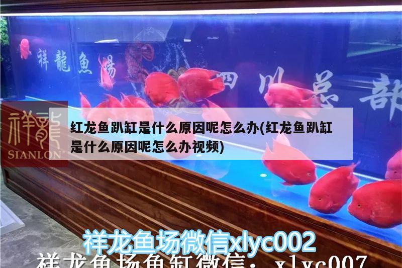 紅龍魚(yú)趴缸是什么原因呢怎么辦(紅龍魚(yú)趴缸是什么原因呢怎么辦視頻) 孵化器