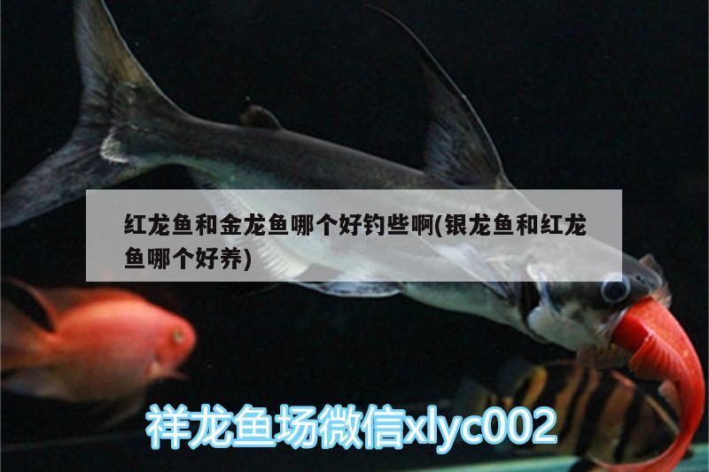 紅龍魚(yú)和金龍魚(yú)哪個(gè)好釣些啊(銀龍魚(yú)和紅龍魚(yú)哪個(gè)好養(yǎng))