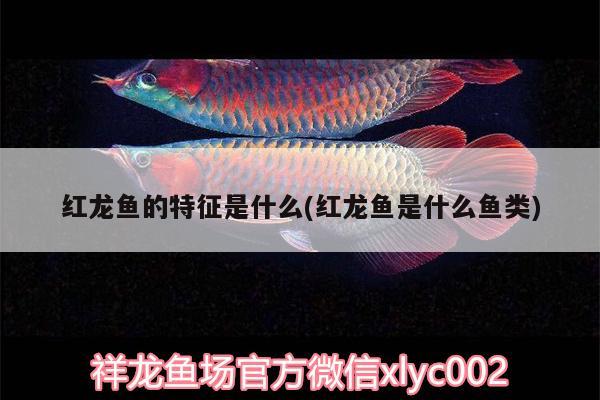 紅龍魚的特征是什么(紅龍魚是什么魚類) 黑白雙星