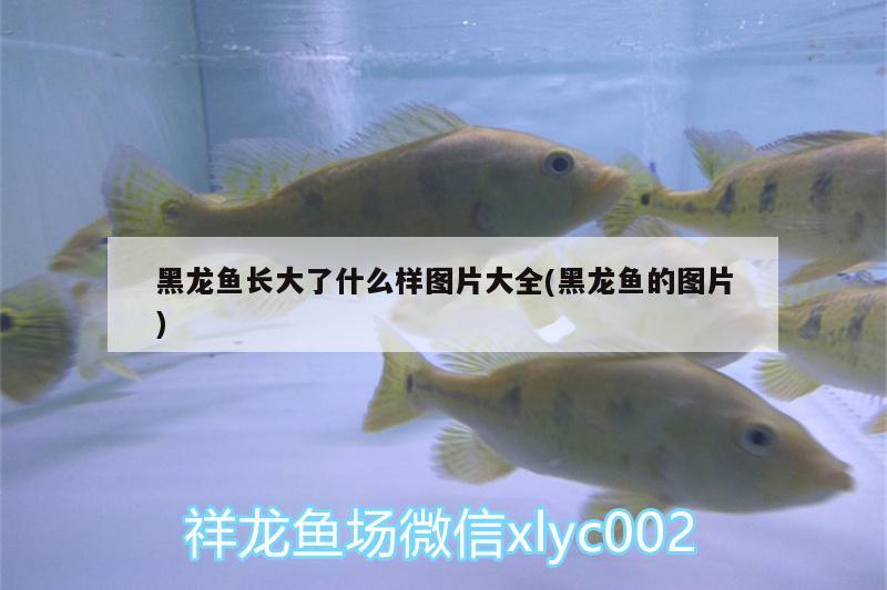 黑龍魚長大了什么樣圖片大全(黑龍魚的圖片) 蘇虎