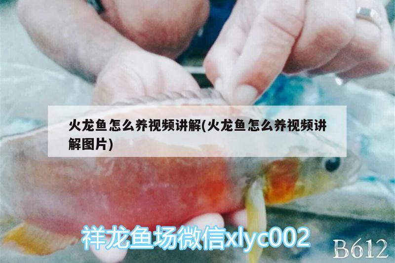 火龍魚怎么養(yǎng)視頻講解(火龍魚怎么養(yǎng)視頻講解圖片)