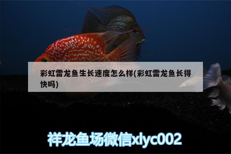 彩虹雷龍魚生長(zhǎng)速度怎么樣(彩虹雷龍魚長(zhǎng)得快嗎) 狗仔（招財(cái)貓)魚苗