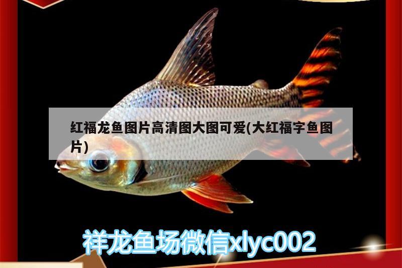 紅福龍魚圖片高清圖大圖可愛(大紅福字魚圖片) 麥肯斯銀版魚