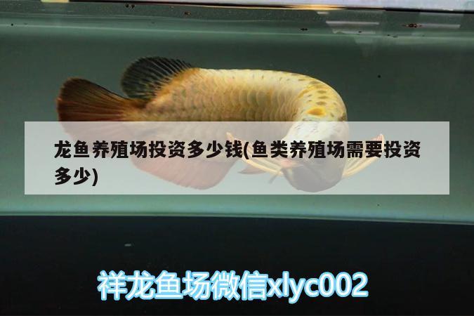 龍魚(yú)單側(cè)蒙眼(龍魚(yú)單眼蒙眼)