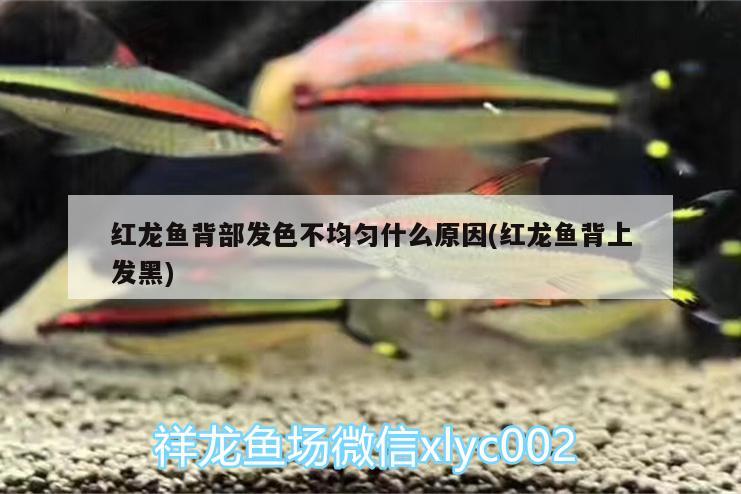 紅龍魚背部發(fā)色不均勻什么原因(紅龍魚背上發(fā)黑) 水族維護(hù)服務(wù)（上門）