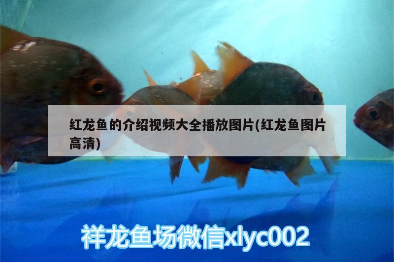 紅龍魚的介紹視頻大全播放圖片(紅龍魚圖片高清)